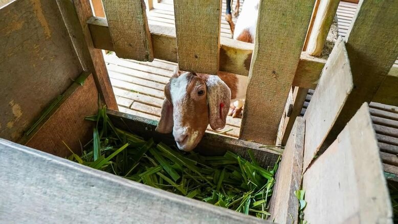 goat