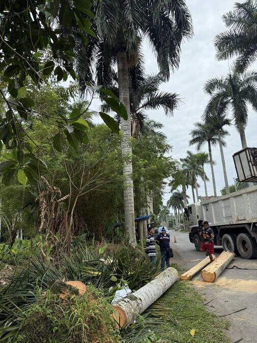 palm tree gipamutol